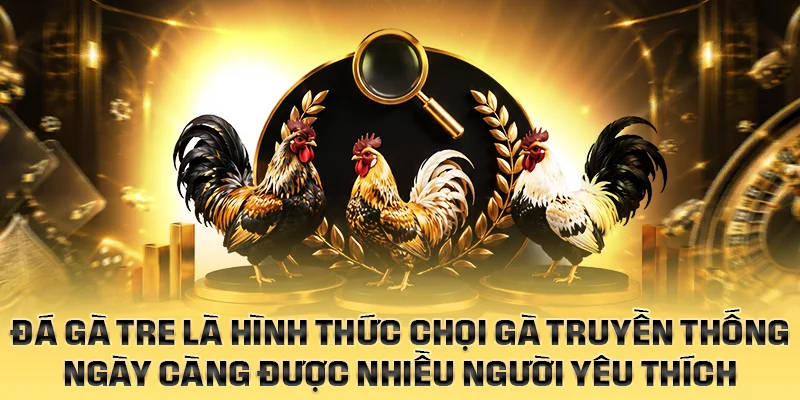 Đá gà tre là hình thức chọi gà truyền thống ngày càng được nhiều người yêu thích
