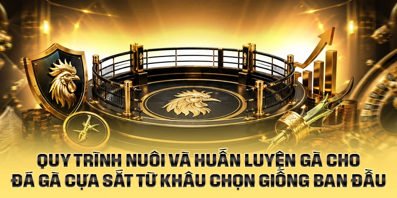 Quy trình nuôi và huấn luyện gà cho đá gà cựa sắt từ khâu chọn giống ban đầu
